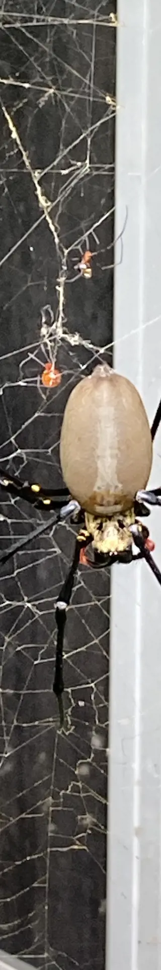 Schön, faszinierend, gefürchtet